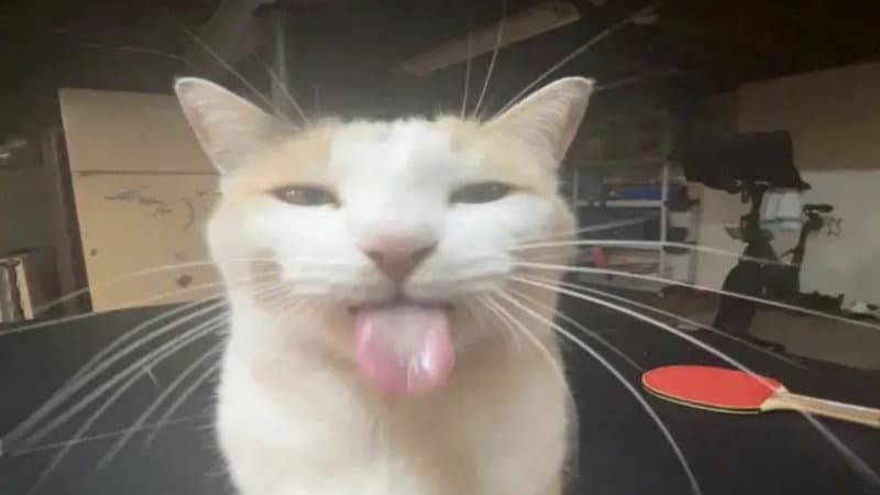 Cat sticking it's tongue out